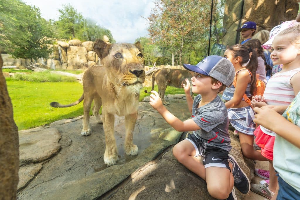Fort Worth Zoo – Predators of Asia and Africa